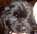 newfoundland puppy posted by PT Newfie